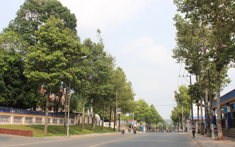 Hàng cây xanh trên đường Cách Mạng Tháng Tám, TP.Thủ Dầu Một. Ảnh: Trần Khánh