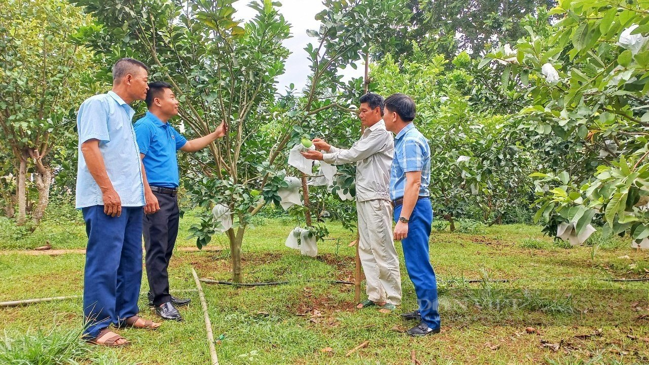 Xây dựng vườn chuẩn nông thôn mới, hiệu quả thiết thực từ phong trào “dân vận khéo” của Hội Nông dân Nghĩa Đàn - Ảnh 1.