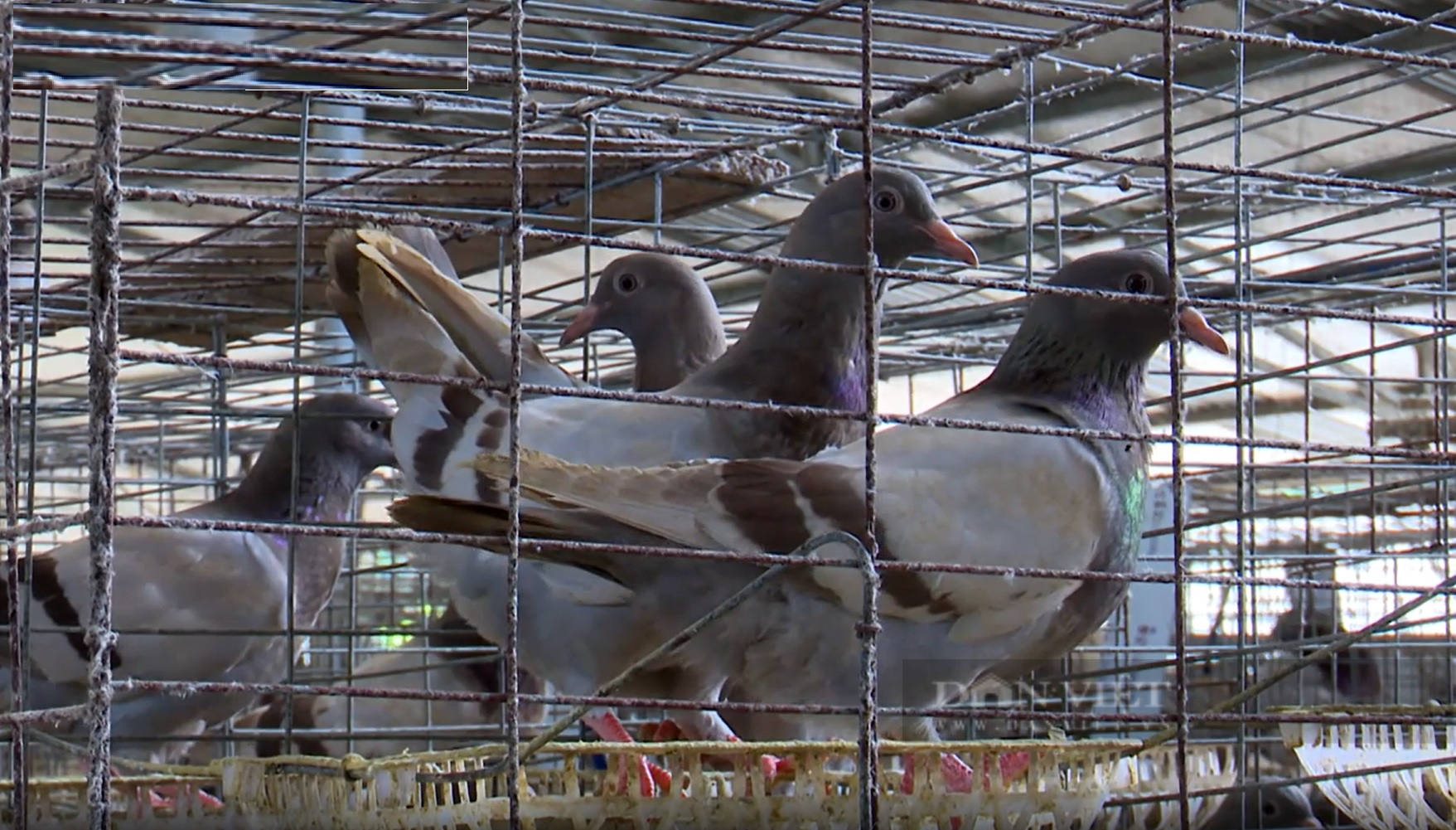 Nuôi 13.000 đôi chim bồ câu Pháp, hợp tác xã ở Phú Thọ đút túi vài tỷ một năm - Ảnh 3.