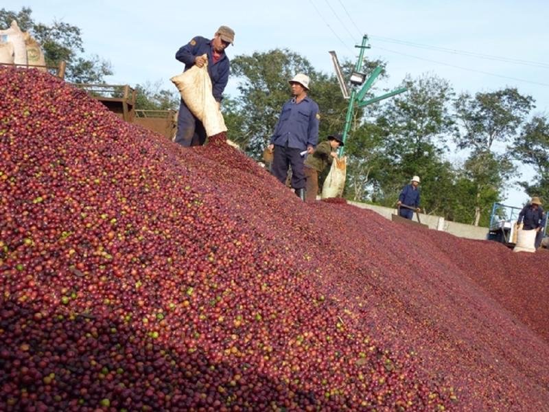 Giá xuất khẩu cà phê của Việt Nam đạt mức kỷ lục - Ảnh 1.
