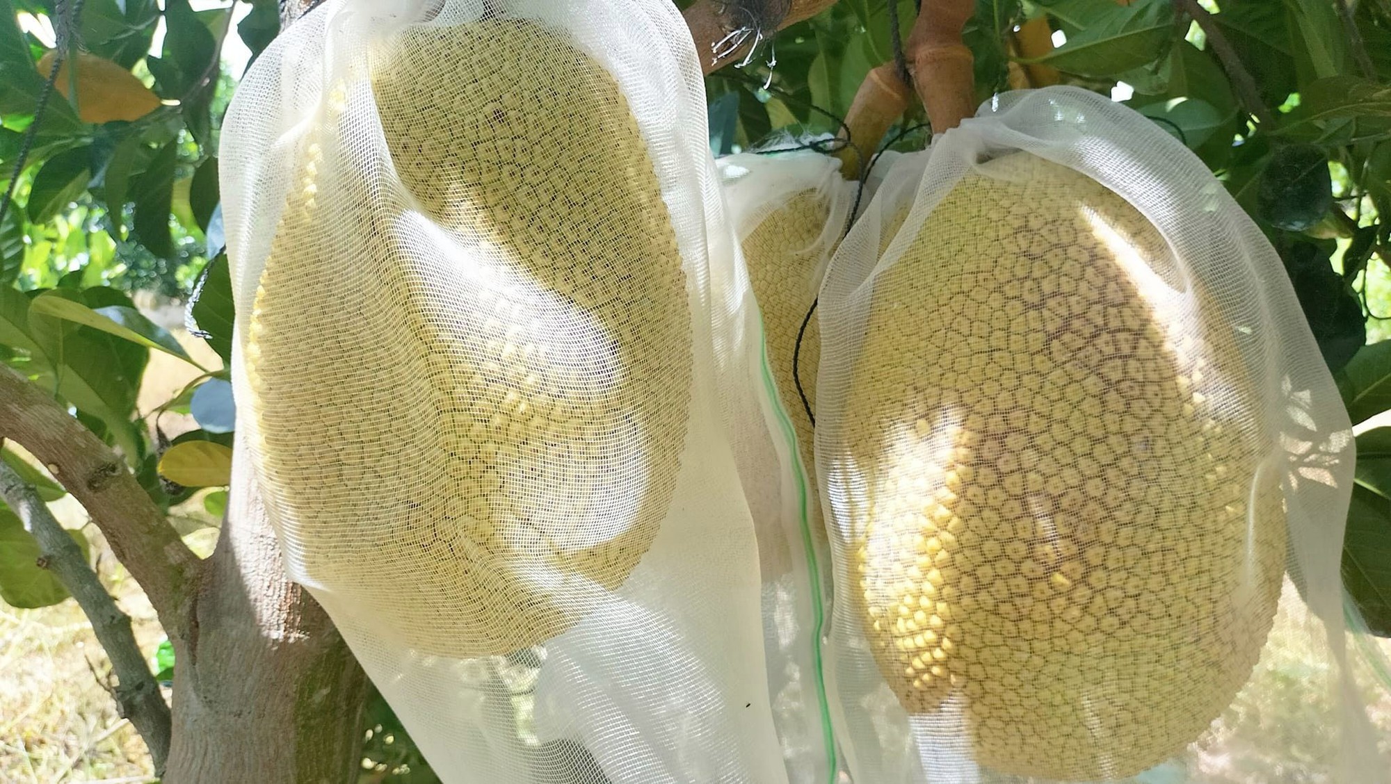 Mô hình trồng mít Thái siêu sớm ở miền Bắc  chọn giống mít ngon từ vườn  ươm trên MuaBanNhanh