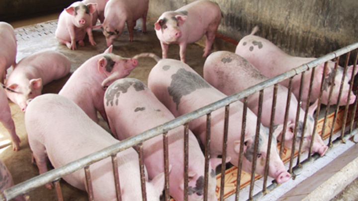 Giá lợn hơi chạm đáy thấp nhất năm, chưa có dấu hiệu đảo chiều - Ảnh 2.