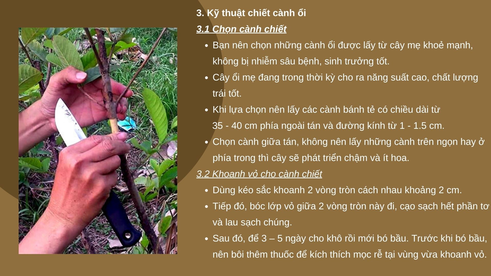 SỔ TAY NHÀ NÔNG: Kỹ thuật nhân giống ổi bằng phương pháp chiết cành đơn giản, hiệu quả - Ảnh 3.