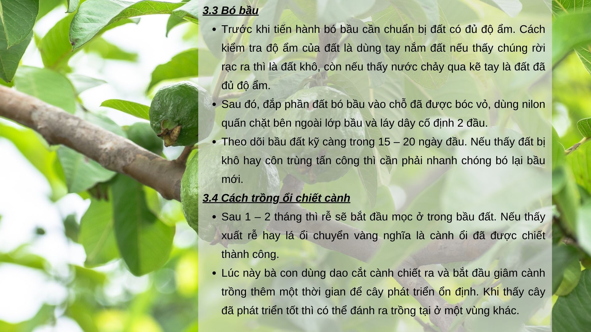 SỔ TAY NHÀ NÔNG: Kỹ thuật nhân giống ổi bằng phương pháp chiết cành đơn giản, hiệu quả - Ảnh 4.