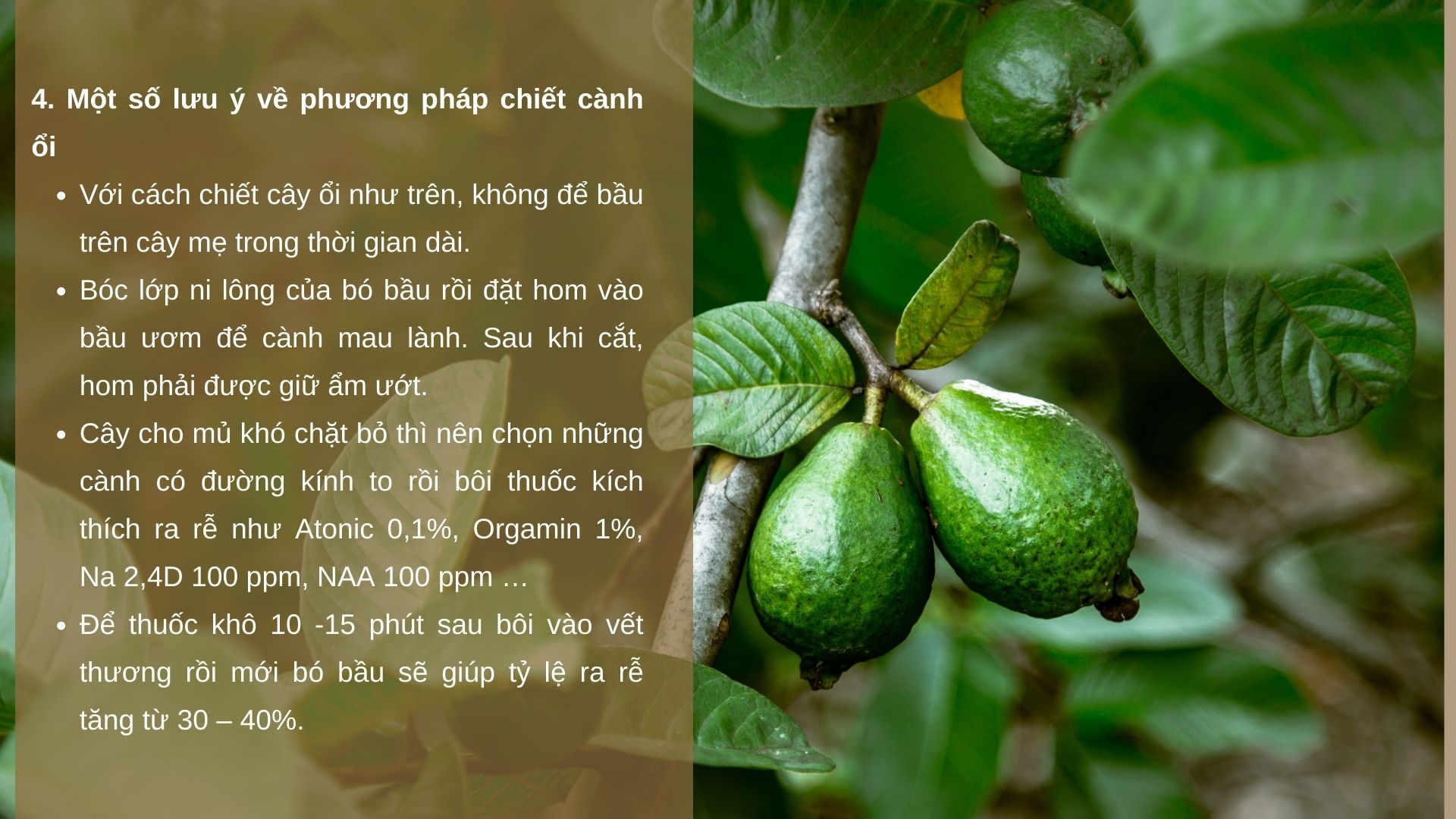 SỔ TAY NHÀ NÔNG: Kỹ thuật nhân giống ổi bằng phương pháp chiết cành đơn giản, hiệu quả - Ảnh 5.