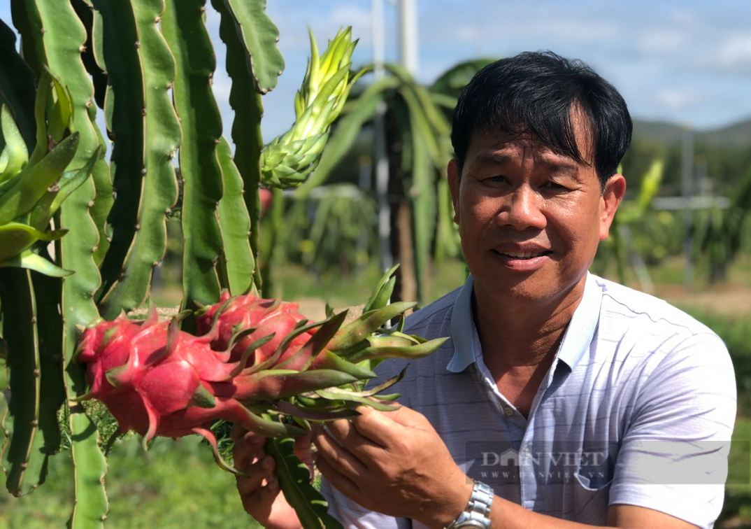 Một nông dân trở thành ông chủ xuất khẩu thanh long ở Bình Thuận, được chọn là Nông dân Việt Nam xuất sắc 2023 - Ảnh 1.