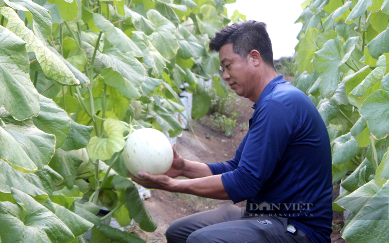 Ông Trần Văn Dũng ở xã An Bình (huyện Phú Giáo) trồng dưa lưới mang lại thu nhập cao. Ảnh: Trần Khánh