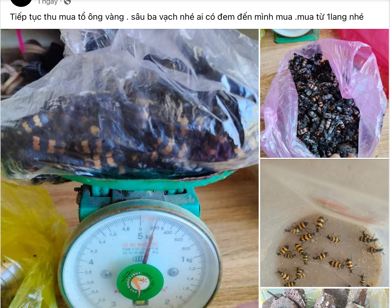 Đổ xô săn nhện rừng, ong... bán cho thương lái - Ảnh 10.