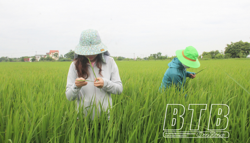 Một loài sâu hại lúa nhiều gấp 4 lần năm ngoái, nông dân một huyện của tỉnh Thái Bình đứng ngồi không yên - Ảnh 1.