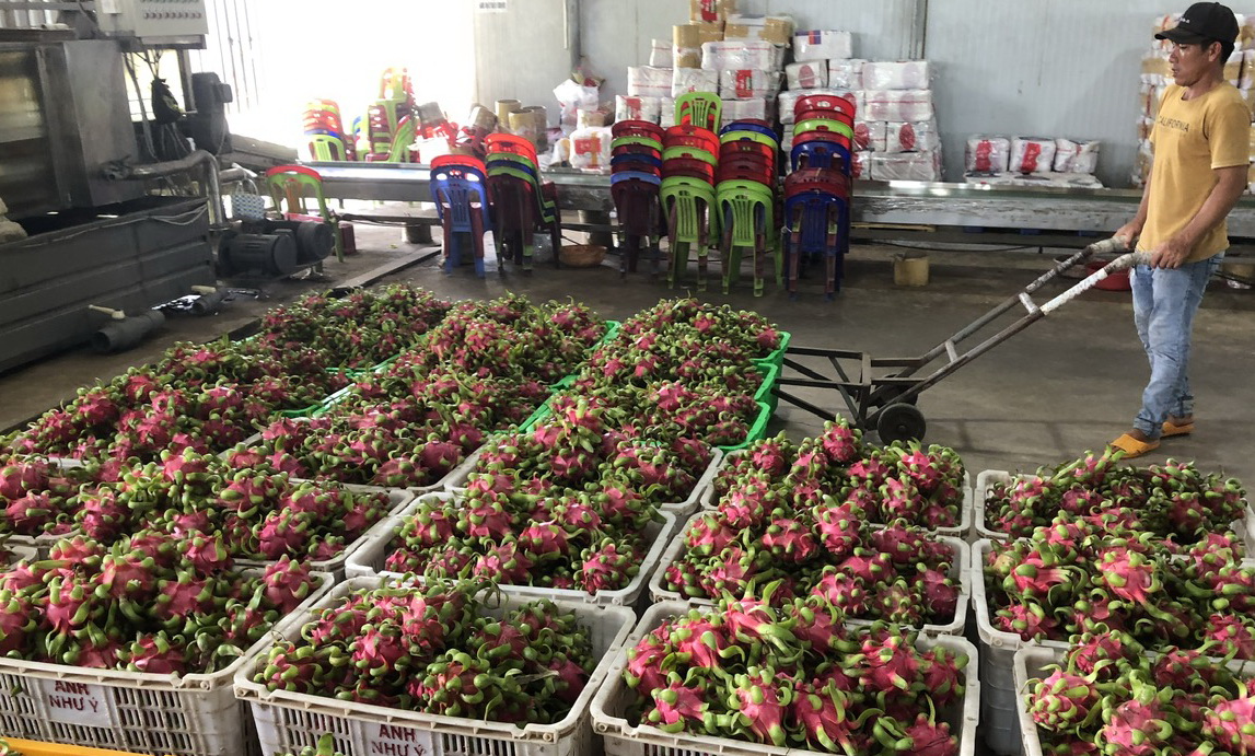 Một nông dân trở thành ông chủ xuất khẩu thanh long ở Bình Thuận, được chọn là Nông dân Việt Nam xuất sắc 2023 - Ảnh 6.