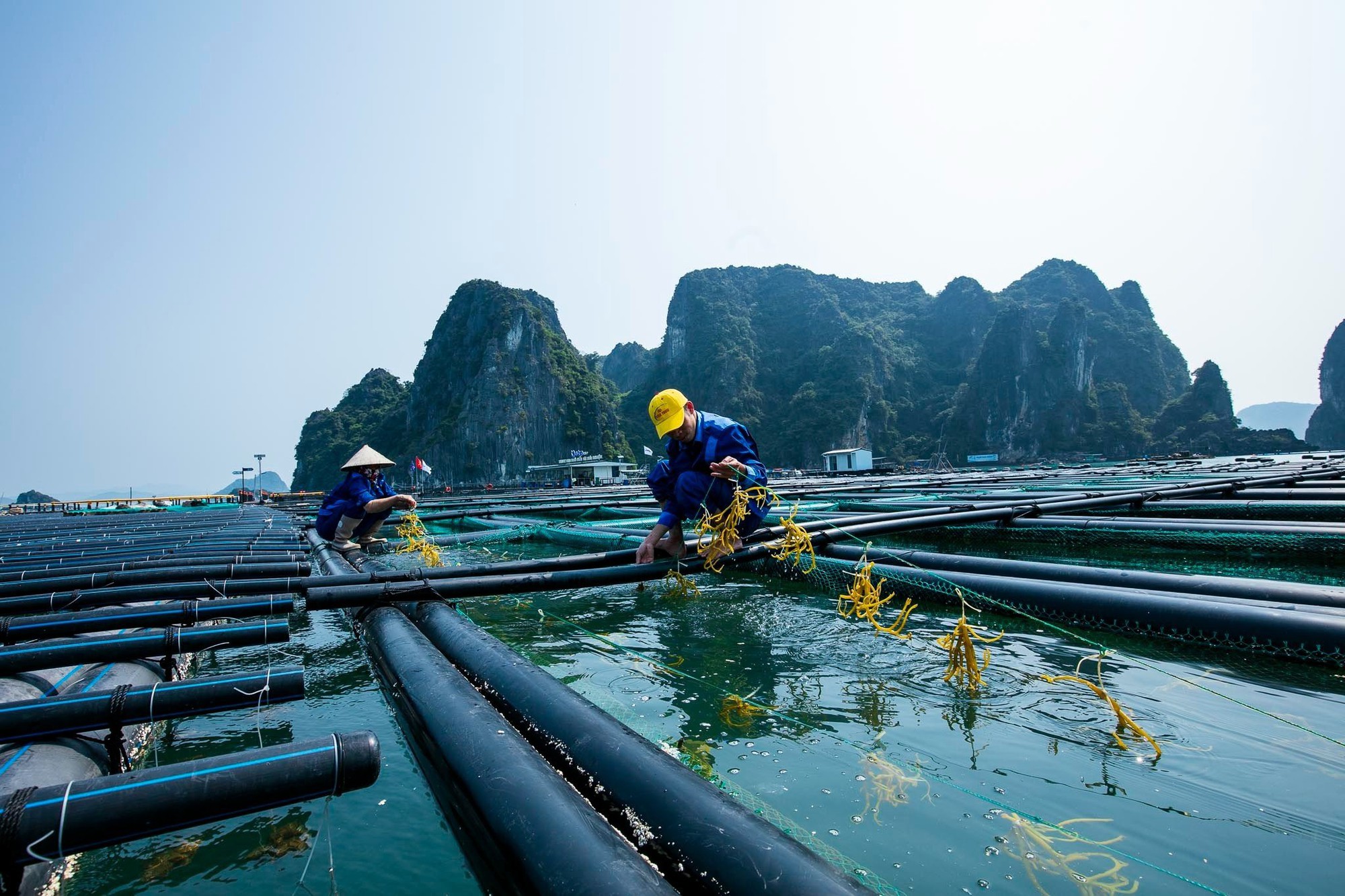 Trực tiếp: Tọa đàm Phát triển nuôi trồng thủy sản trên biển - cơ hội và thách thức - Ảnh 13.