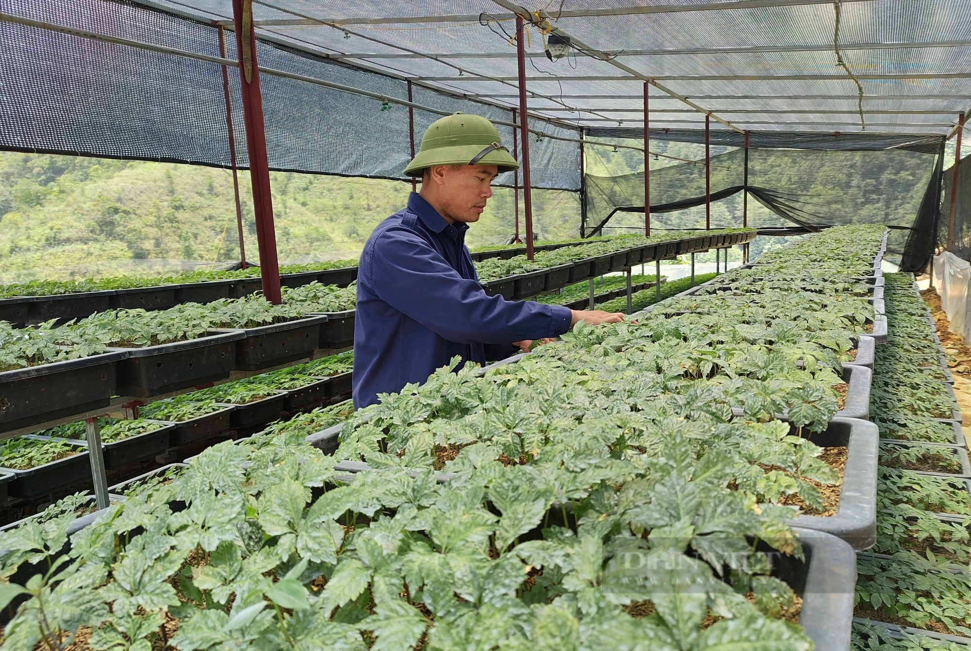 Nông dân trồng sâm gửi đơn kiến nghị xử lý vấn nạn buôn bán sâm lậu từ Trung Quốc - Ảnh 6.
