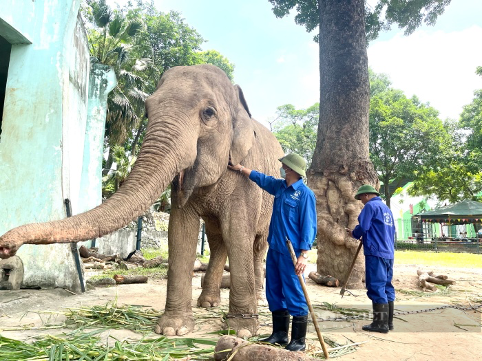 Tổ chức Động vật Châu Á nói gì trước đề xuất đưa 2 con voi ở Vườn thú Hà Nội về tự nhiên? - Ảnh 1.