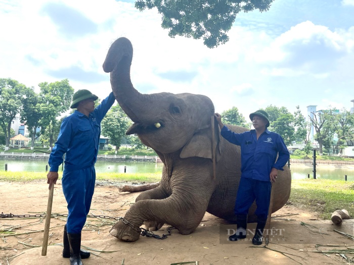 Tổ chức Động vật Châu Á nói gì trước đề xuất đưa 2 con voi ở Vườn thú Hà Nội về tự nhiên? - Ảnh 5.
