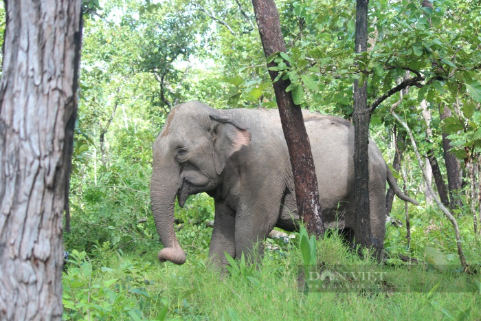 Tổ chức Động vật Châu Á nói gì trước đề xuất đưa 2 con voi ở Vườn thú Hà Nội về tự nhiên? - Ảnh 6.