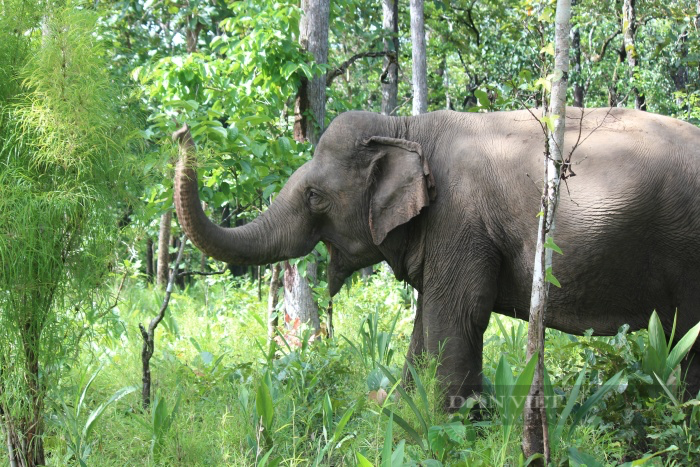 Tổ chức Động vật Châu Á nói gì trước đề xuất đưa 2 con voi ở Vườn thú Hà Nội về tự nhiên? - Ảnh 7.