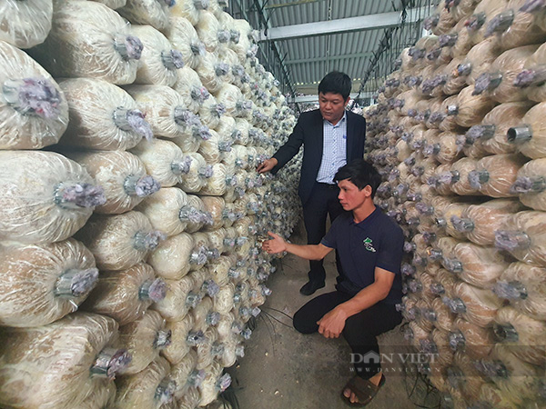 Có vốn ưu đãi tiếp sức - 9X Quảng Nam mạnh dạn khởi nghiệp trồng nấm, cho lãi hàng trăm triệu đồng - Ảnh 1.