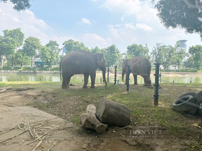 Hai chú voi ở Vườn thú Hà Nội đã được giải phóng sau nhiều ngày tháng xích chân - Ảnh 1.