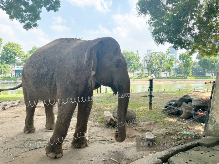 Hai chú voi ở Vườn thú Hà Nội đã được giải phóng sau nhiều ngày tháng xích chân - Ảnh 2.