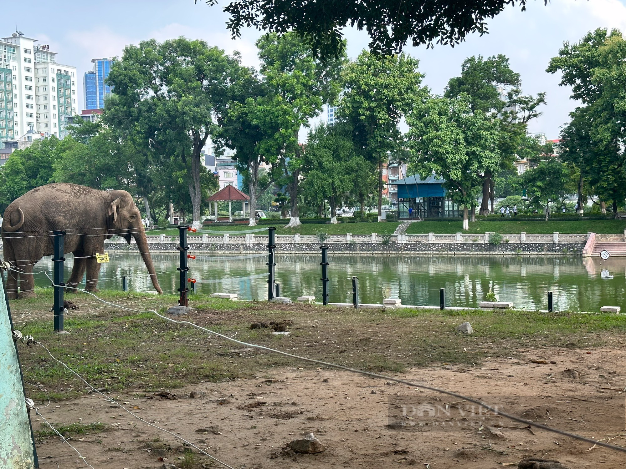 Hai chú voi ở Vườn thú Hà Nội đã được giải phóng sau nhiều ngày tháng xích chân - Ảnh 3.