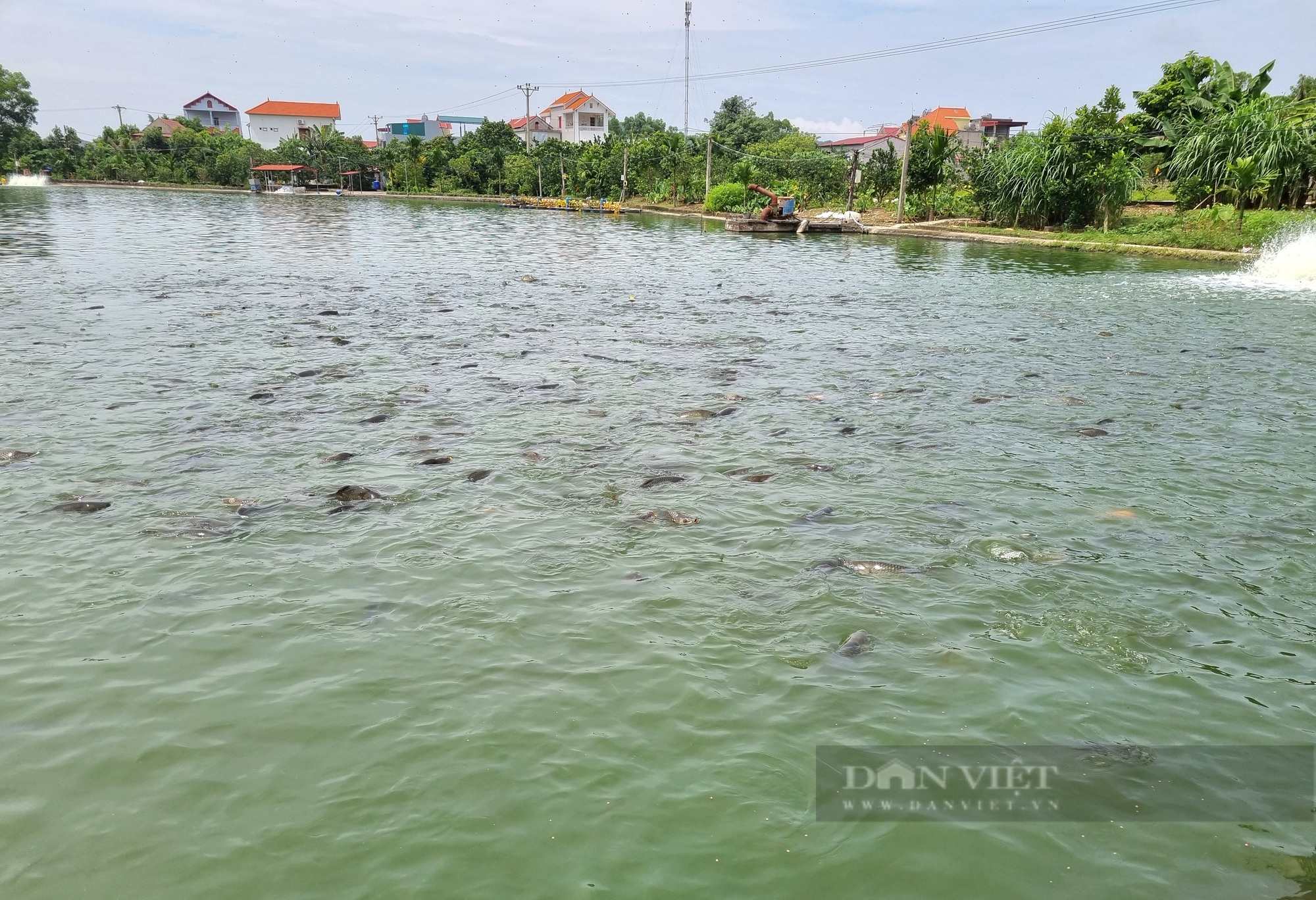 Chuyển đổi số trong nuôi cá nước ngọt, nông dân Việt Nam xuất sắc 2023 ở Ninh Bình có doanh thu gần 4 tỷ đồng - Ảnh 15.