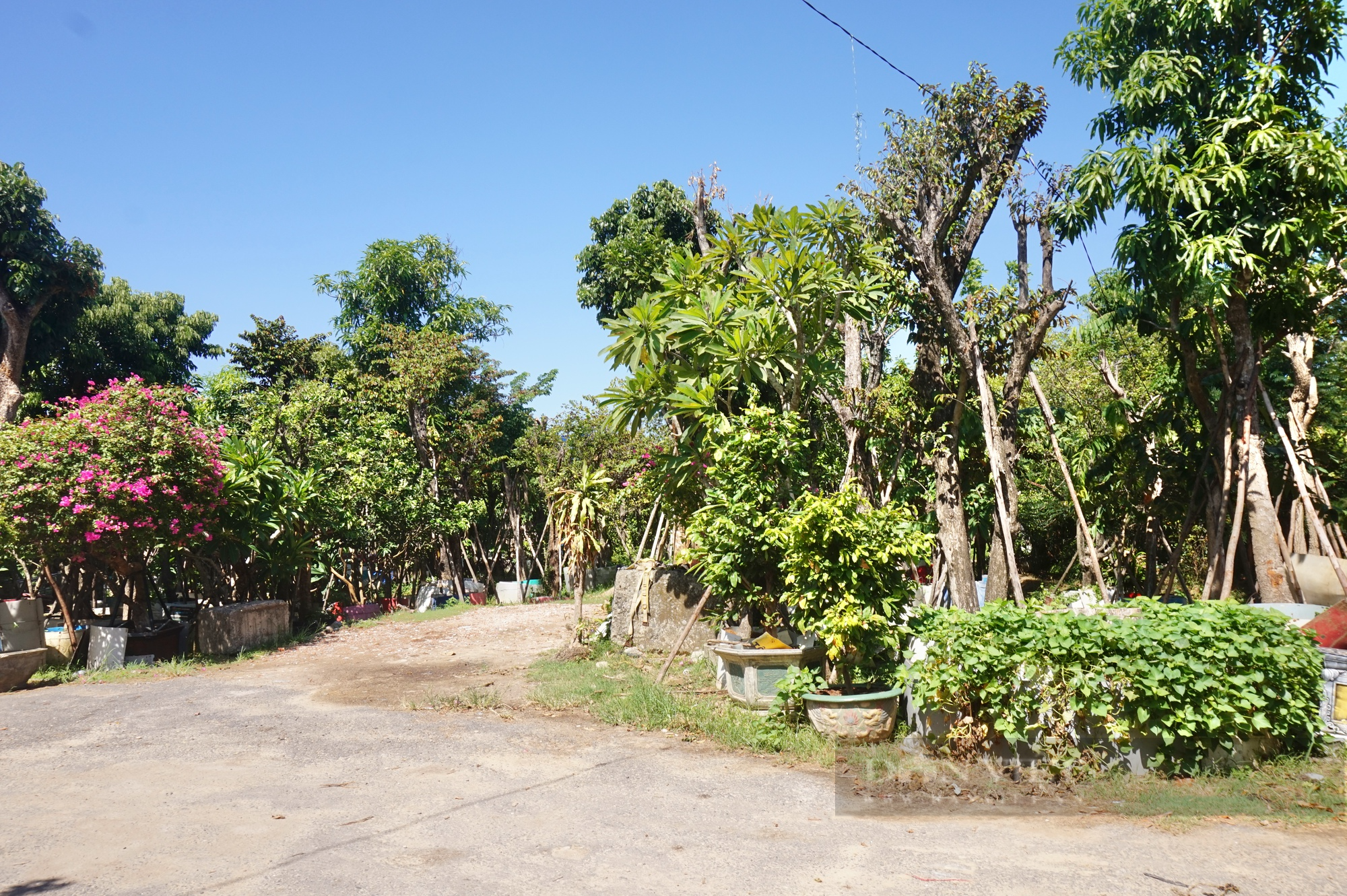 Bỏ nghề lái xe tải, U50 Đà Nẵng trồng cây cảnh thu lãi 400 triệu đồng mỗi năm - Ảnh 2.