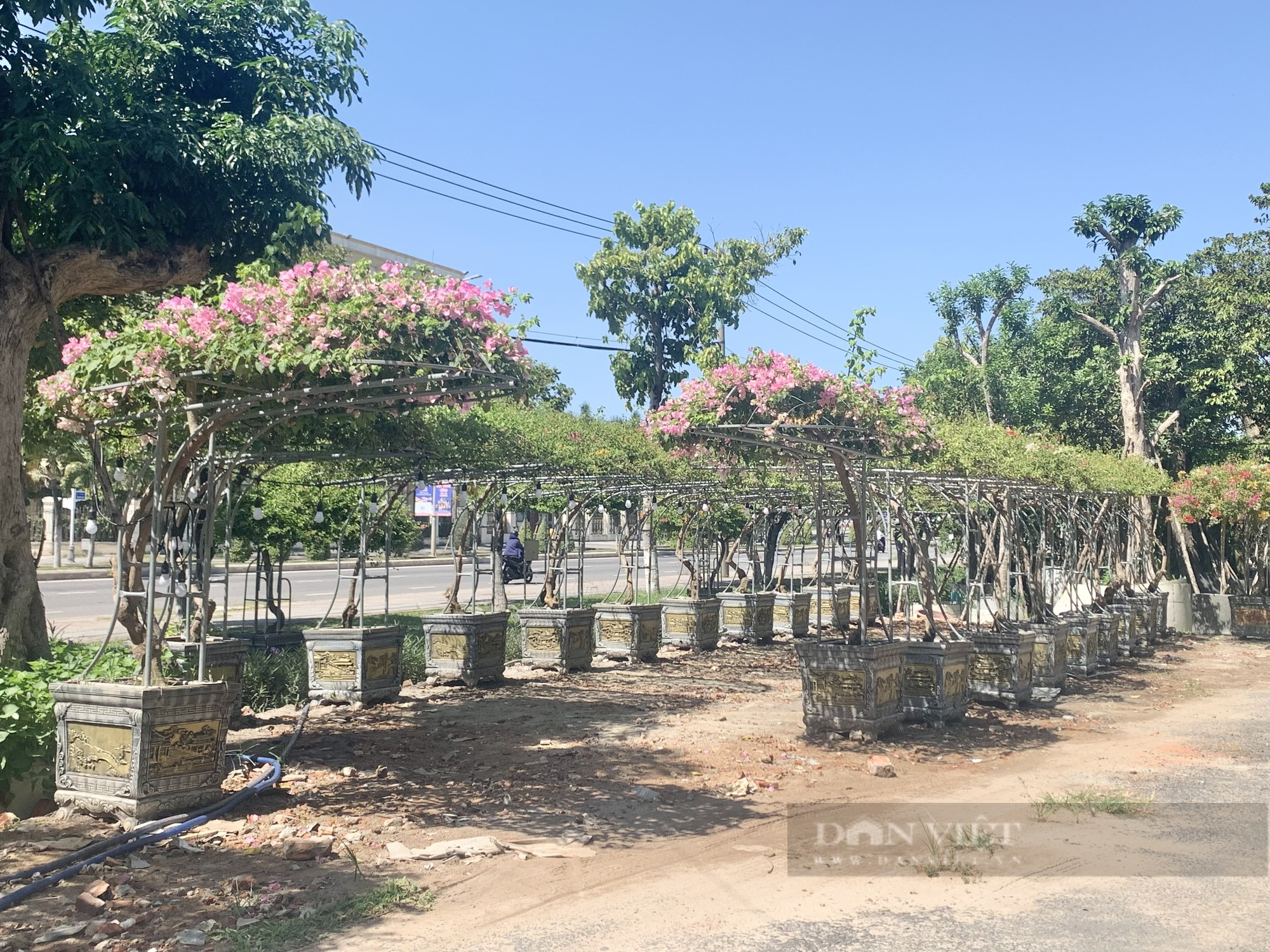Bỏ nghề lái xe tải, U50 Đà Nẵng trồng cây cảnh thu lãi 400 triệu đồng mỗi năm - Ảnh 3.