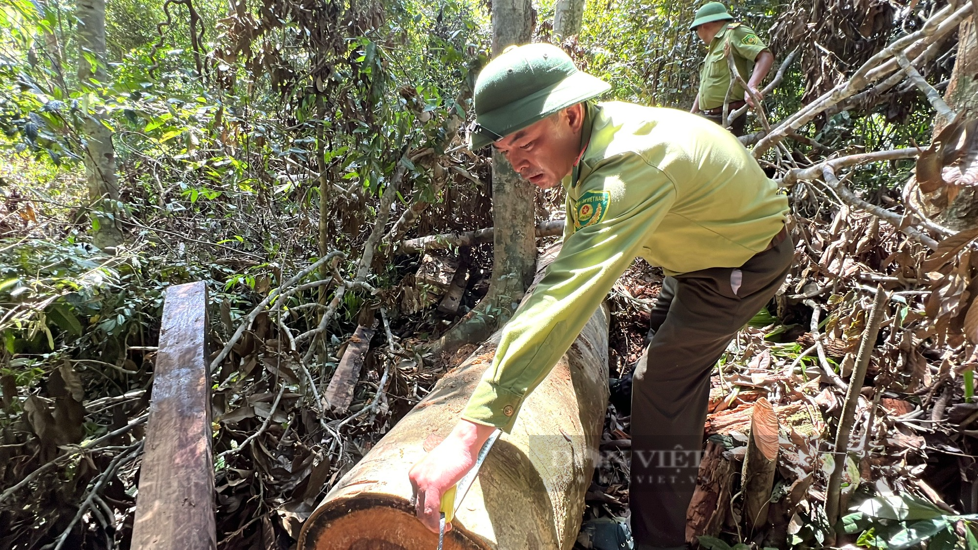Thanh Hoá xuất hiện tình trạng phá rừng, Phó Chủ tịch tỉnh này yêu cầu điều tra, làm rõ - Ảnh 5.