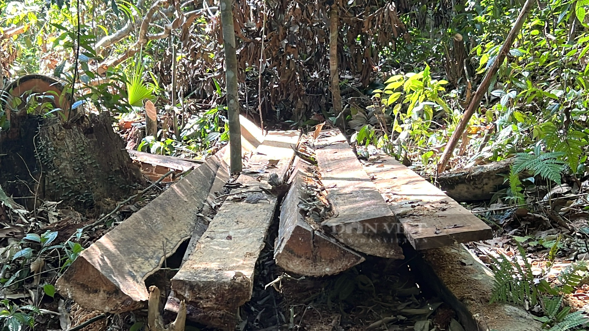 Thanh Hoá xuất hiện tình trạng phá rừng, Phó Chủ tịch tỉnh này yêu cầu điều tra, làm rõ - Ảnh 3.