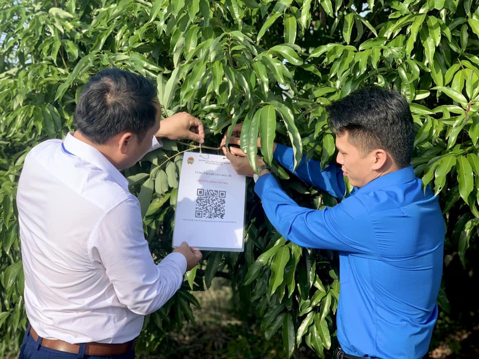 Chuyển đổi số ở 1 phường của Quảng Ninh: Số hóa vùng trồng vải thương hiệu, tuyên truyền đưa nông sản lên sàn thương mại - Ảnh 5.