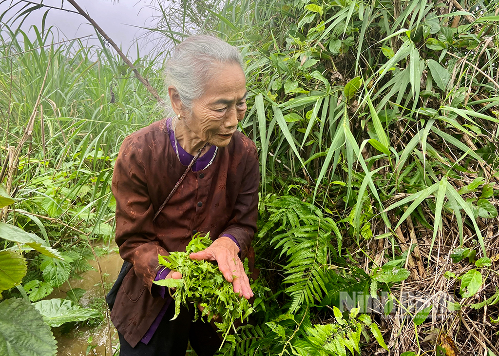 Vạn người mê một loại rau rừng ở Ninh Bình, một cụ nông dân 86 tuổi vẫn lội suối tìm hái - Ảnh 1.