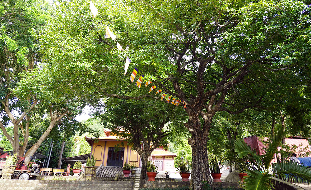 Những cây cổ thụ dưới chân núi ở An Giang đang &quot;đẻ&quot; la liệt trái &quot;cổ tích vàng&quot;, nói tên khối người ngạc nhiên - Ảnh 3.