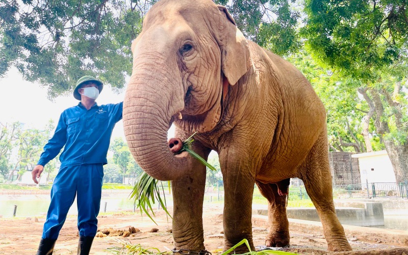 Hai chú voi ở Vườn thú Hà Nội đã được giải phóng sau nhiều ngày tháng xích chân
