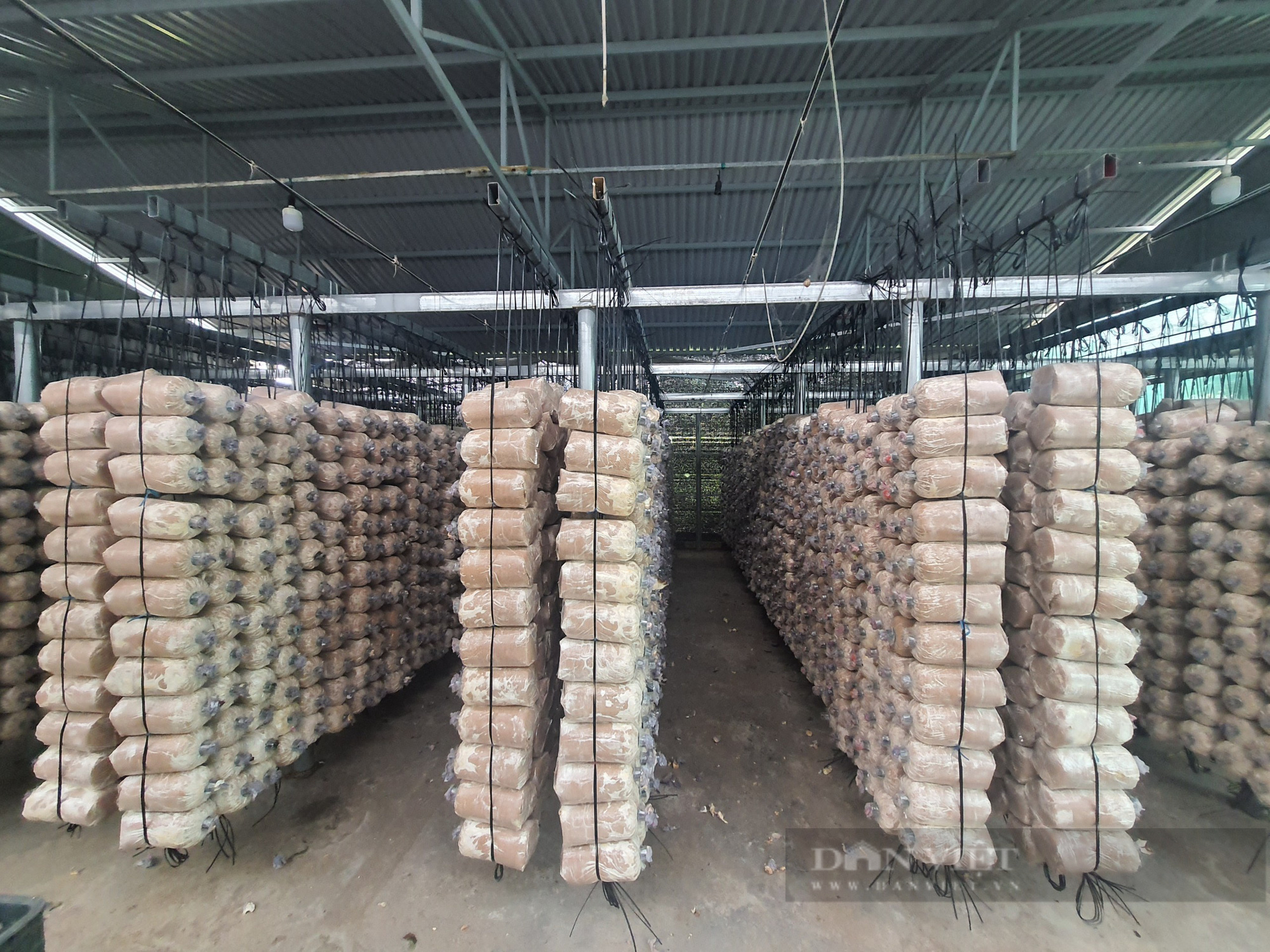 Có vốn ưu đãi tiếp sức - 9X Quảng Nam mạnh dạn khởi nghiệp trồng nấm, cho lãi hàng trăm triệu đồng - Ảnh 6.