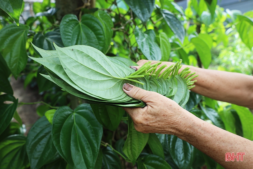 Rằm tháng 7 - mùa &quot;đếm lá thu tiền&quot; của người trồng trầu không &quot;tiến Vua&quot; ở Hà Tĩnh - Ảnh 4.