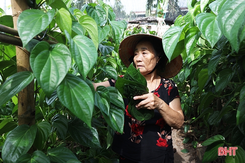 Rằm tháng 7 - mùa &quot;đếm lá thu tiền&quot; của người trồng trầu không &quot;tiến Vua&quot; ở Hà Tĩnh - Ảnh 2.