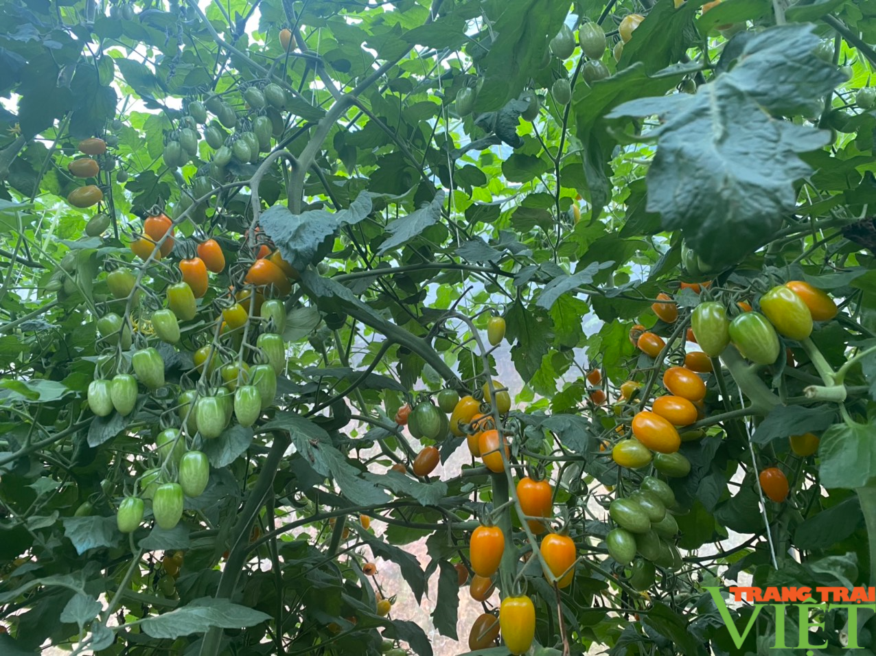 Cà chua Nova cho thu nhập cao ở Sa Pa - Ảnh 1.