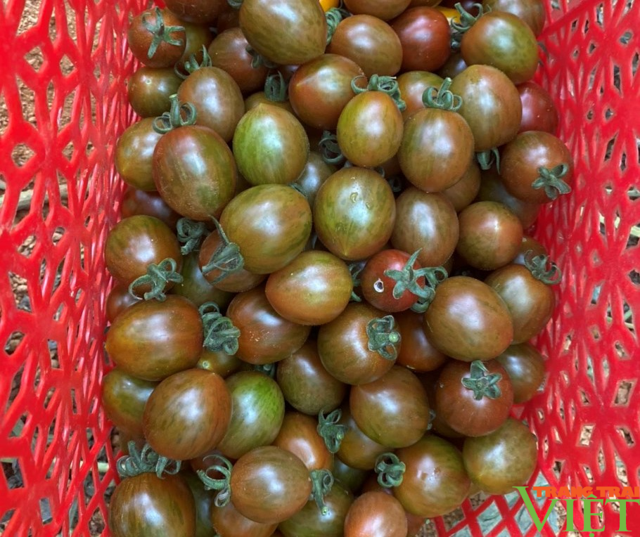  Cà chua Nova cho thu nhập cao ở Sa Pa - Ảnh 2.