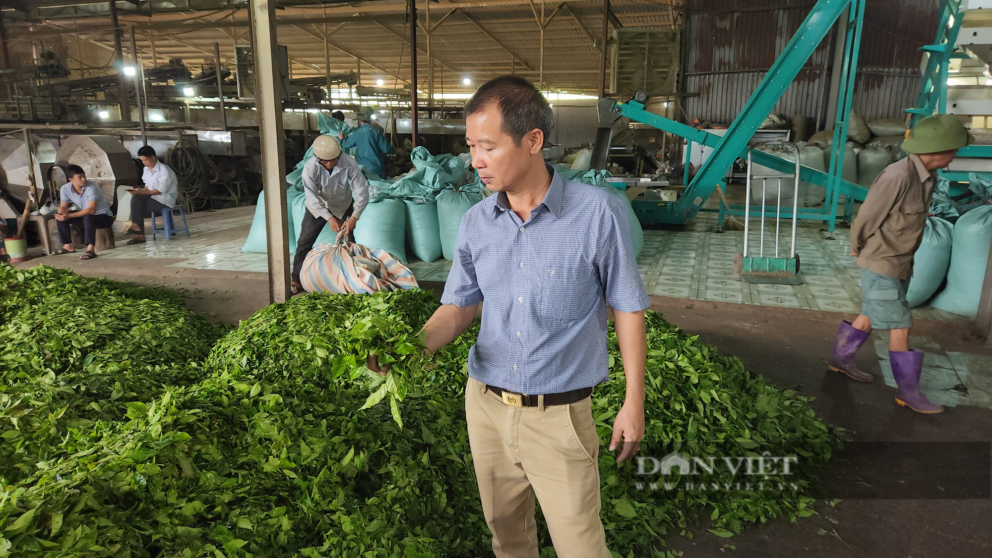 Thành tỷ phú nhờ chế biến chè khô, giám đốc hợp tác xã ở Lai Châu là Nông dân Việt Nam xuất sắc năm 2023 - Ảnh 2.