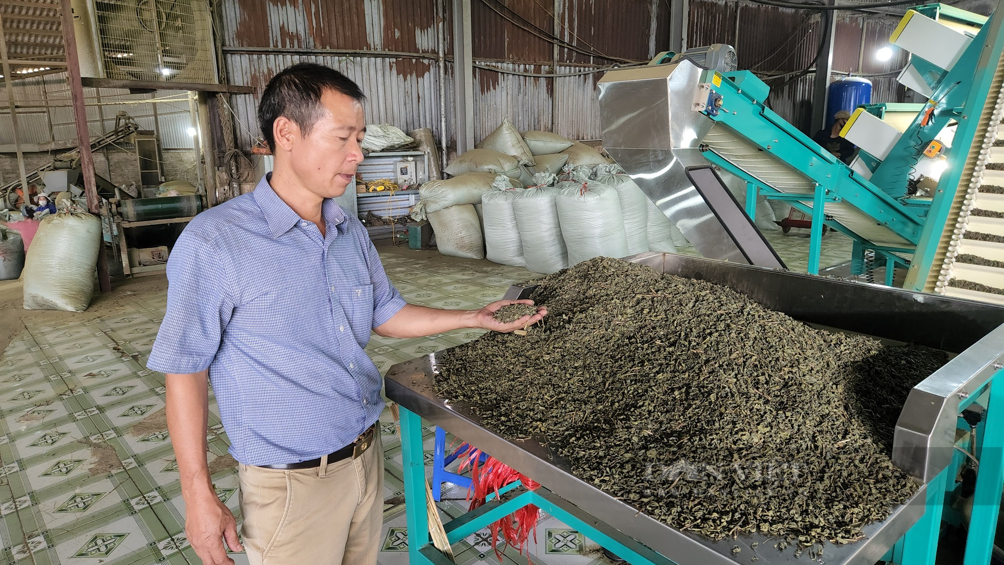 Thành tỷ phú nhờ chế biến chè khô, giám đốc hợp tác xã ở Lai Châu là Nông dân Việt Nam xuất sắc năm 2023 - Ảnh 5.