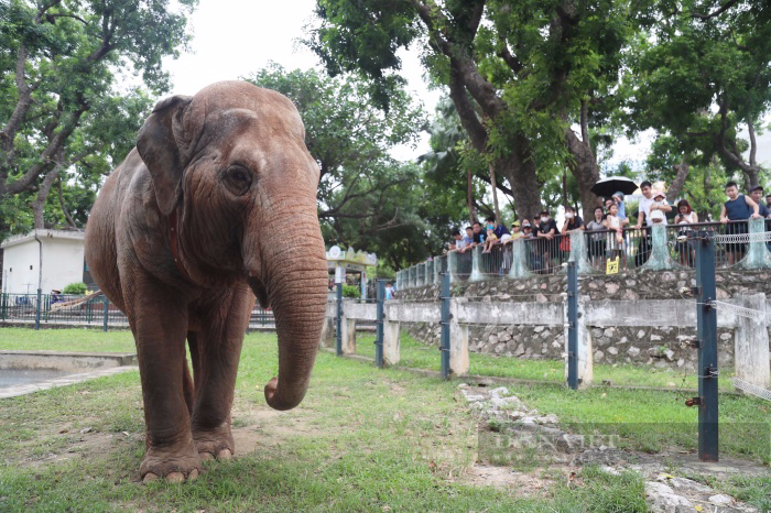 Ngày thoát khỏi xiềng xích, voi Vườn thú Hà Nội vô tư dạo chơi, tắm bùn đất gần du khách - Ảnh 1.