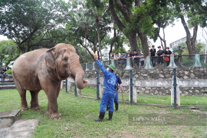Ngày thoát khỏi xiềng xích, voi Vườn thú Hà Nội vô tư dạo chơi, tắm bùn đất gần du khách - Ảnh 2.