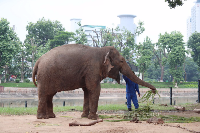 Ngày thoát khỏi xiềng xích, voi Vườn thú Hà Nội vô tư dạo chơi, tắm bùn đất gần du khách - Ảnh 3.
