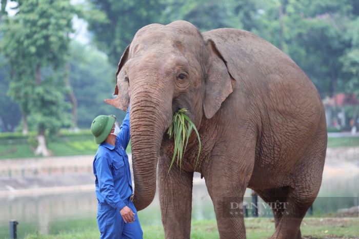 Ngày thoát khỏi xiềng xích, voi Vườn thú Hà Nội vô tư dạo chơi, tắm bùn đất gần du khách - Ảnh 4.