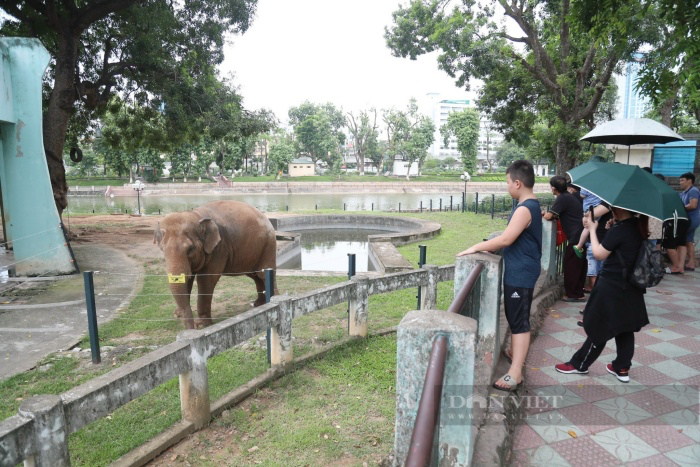 Ngày thoát khỏi xiềng xích, voi Vườn thú Hà Nội vô tư dạo chơi, tắm bùn đất gần du khách - Ảnh 5.
