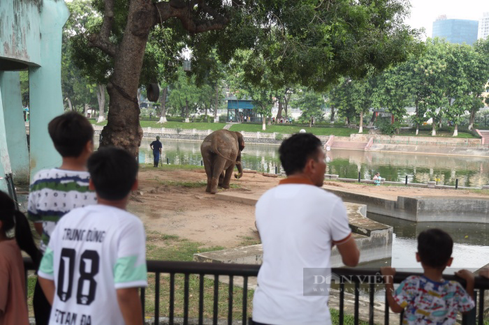 Ngày thoát khỏi xiềng xích, voi Vườn thú Hà Nội vô tư dạo chơi, tắm bùn đất gần du khách - Ảnh 6.