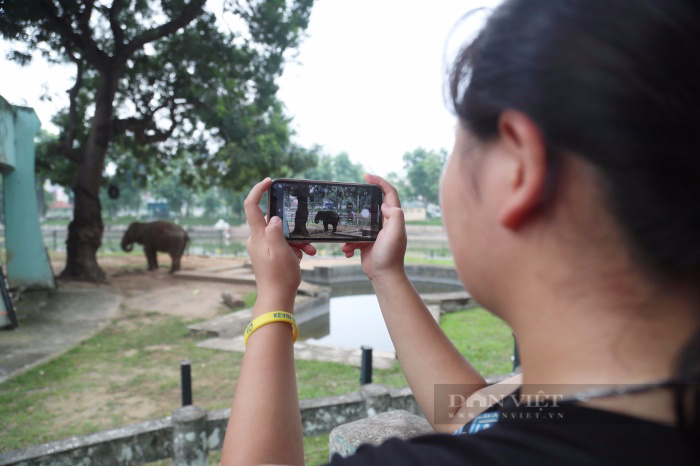 Ngày thoát khỏi xiềng xích, voi Vườn thú Hà Nội vô tư dạo chơi, tắm bùn đất gần du khách - Ảnh 7.