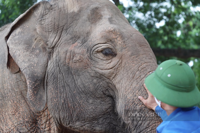 Ngày thoát khỏi xiềng xích, voi Vườn thú Hà Nội vô tư dạo chơi, tắm bùn đất gần du khách - Ảnh 8.