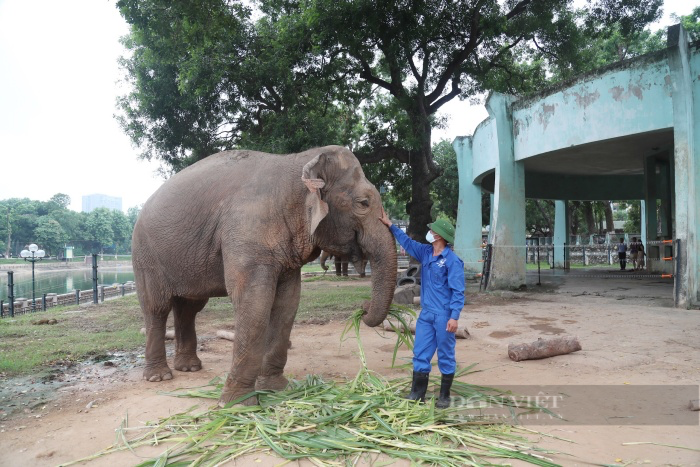 Ngày thoát khỏi xiềng xích, voi Vườn thú Hà Nội vô tư dạo chơi, tắm bùn đất gần du khách - Ảnh 9.
