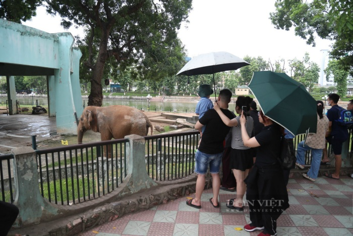 Ngày thoát khỏi xiềng xích, voi Vườn thú Hà Nội vô tư dạo chơi, tắm bùn đất gần du khách - Ảnh 10.